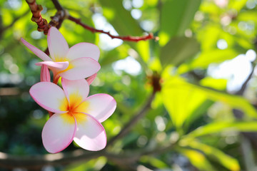 White plumeria flowers.