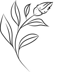 Vector fine art plant illustration, Eucalyptus leaves. Line drawing art. Can be used for logotype, pattern, wrapping paper, social media, web design. Hand drawn illustration on white background