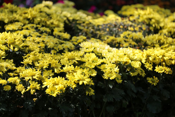Daisies flower are blooming in the flower garden.