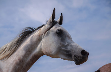 Arabian horse portrait against the background of blue sky.
