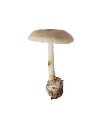 Termite mushroom of Asia Species isolated on white.