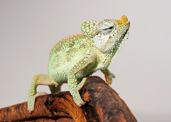 Helmeted chameleon / Helmchamäleon (Trioceros hoehnelii) © bennytrapp