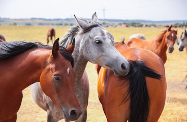 Fototapeta premium Arabian horses on a green pasture