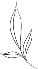 Vector fine art plant illustration, Eucalyptus leaves. Line drawing art. Can be used for logotype, pattern, wrapping paper, social media, web design. Hand drawn illustration on white background