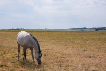 Arabian horses on a green pasture