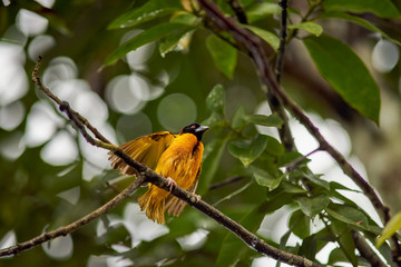 black headed weaver in the jungle