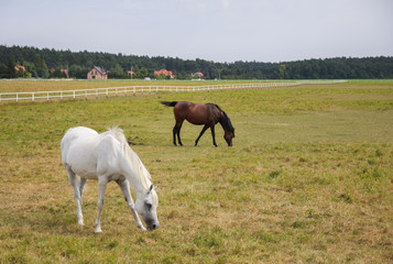 Obraz na płótnie Canvas Arabian horses on a green pasture
