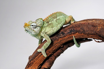 Helmeted chameleon / Helmchamäleon (Trioceros hoehnelii) © bennytrapp