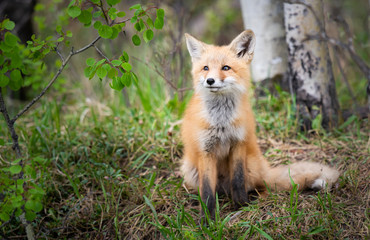Red fox kits in the wild