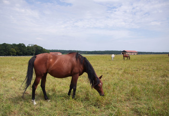 Fototapeta na wymiar Arabian horses on a green pasture