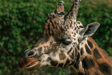 Rothschildi giraffe long neck animal