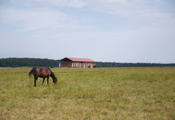 Arabian horses on a green pasture
