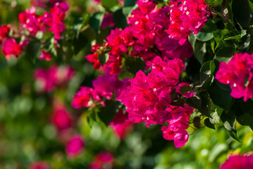 晴れた沖縄の赤くきれいに咲いたブーゲンビレアの花