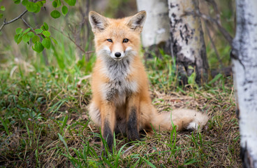 Red fox kits in the wild