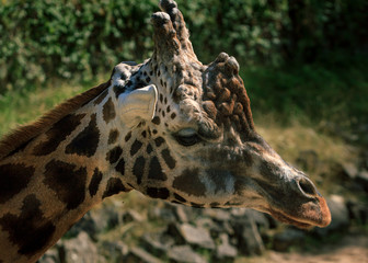 Rothschildi giraffe long neck animal © Sandra