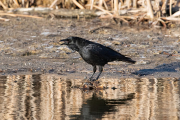 An American Crow calls out while standing on a small pile of dry leafy debris protruding from the water.