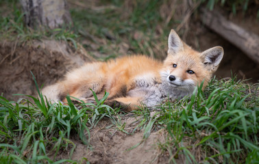 Red fox kits in the wild