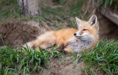 Red fox kits in the wild
