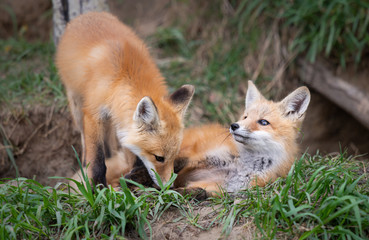 Red fox kits in the wild