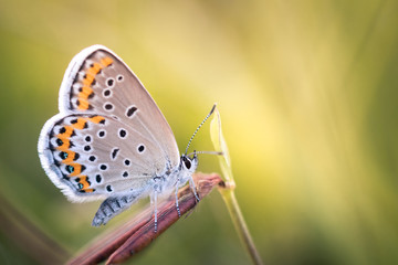 Fototapeta na wymiar Close-up of Lycaenidae butterfly sitting on plant, Slovakia 