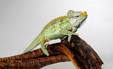 Helmeted chameleon / Helmchamäleon (Trioceros hoehnelii) © bennytrapp