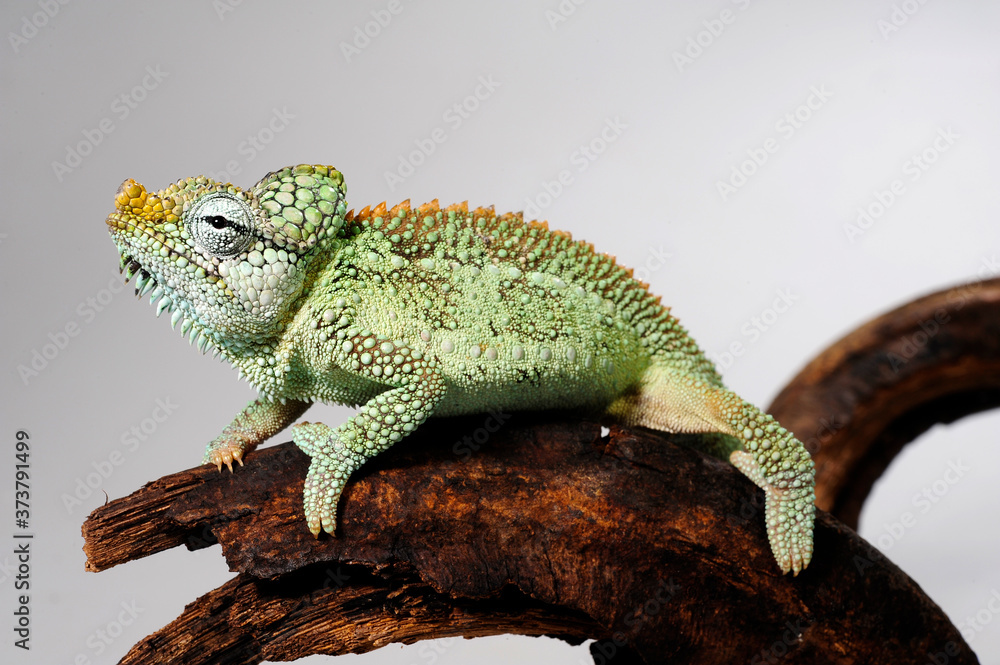 Sticker Helmeted chameleon / Helmchamäleon (Trioceros hoehnelii)