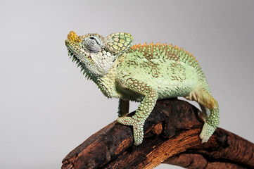 Helmeted chameleon / Helmchamäleon (Trioceros hoehnelii) © bennytrapp