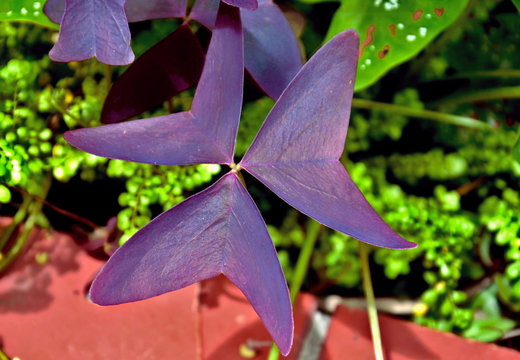 trevol in violet color with 3 petals