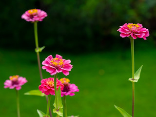 Fototapeta premium Pink Zinnia Flower Garden No. 18