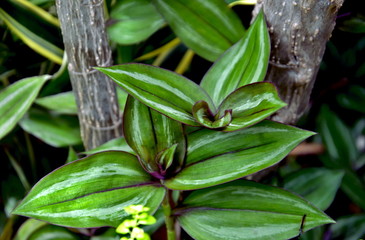 
green plants and small white lines