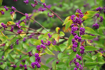 purple flowers in the garden