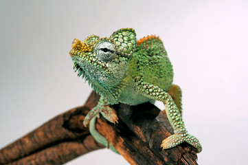 Helmeted chameleon / Helmchamäleon (Trioceros hoehnelii) © bennytrapp