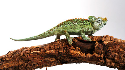 Helmeted chameleon / Helmchamäleon (Trioceros hoehnelii) © bennytrapp