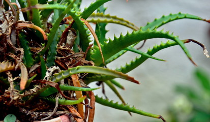 aloe plant in the park