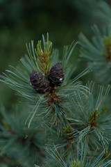 Close up of evergreen pine branch with small cones on it, macro beautiful shot