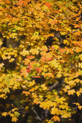 Background of autumn yellow leaves. Autumn. Defoliation. A tree with yellow leaves.