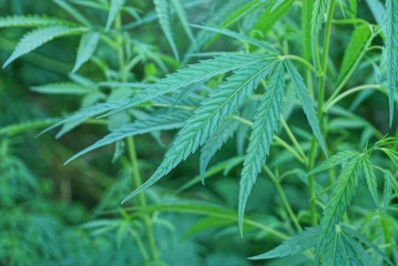 green leaves of hemp bush in nature outdoors