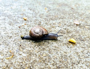 snail on a wet sidewalk