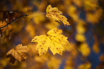Autumn yellow leaf on a blurred background. Selective focus. Autumn. A tree with yellow leaves.