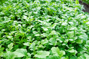 Growing mustard plants. Green leaves background. Cultivation of mustard plants.