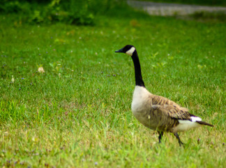 Walking close somme gooses