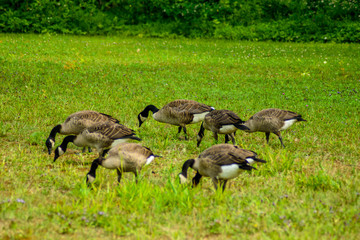 Walking close somme gooses