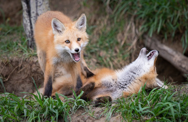 Red fox kits in the wild
