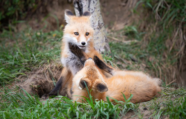 Red fox kits in the wild