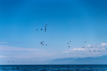 Russia, Irkutsk region, Baikal lake, July 2020: small black birds flying over lake in groups, with beautiful sky in background