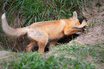 Red fox kits in the wild