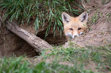 Red fox kits in the wild
