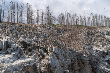 Russia, Irkutsk region, Baikal lake, July 2020: scary old rock with dead trees on it
