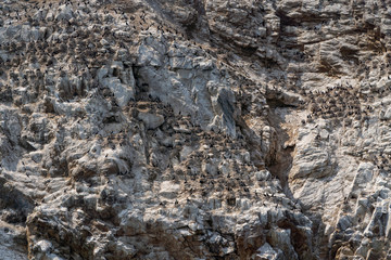 Russia, Irkutsk region, Baikal lake, July 2020: scary old rock with dead trees and huge groups of birds on it