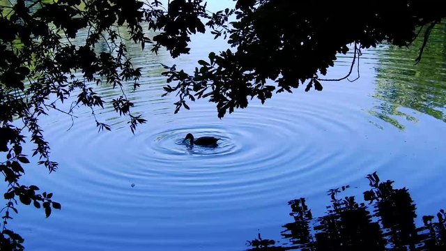 video naturalistico un ora in tenta a nutrirsi in uno specchio d'acqua ne atto crea un bellissimo effetto di riflessione del ago di anelli concentrici che riflettono la luce 